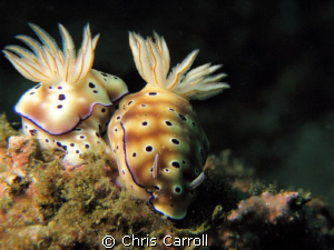 A pair of risbecia tryoni taken off Puerto Galera with Ca... by Chris Carroll 